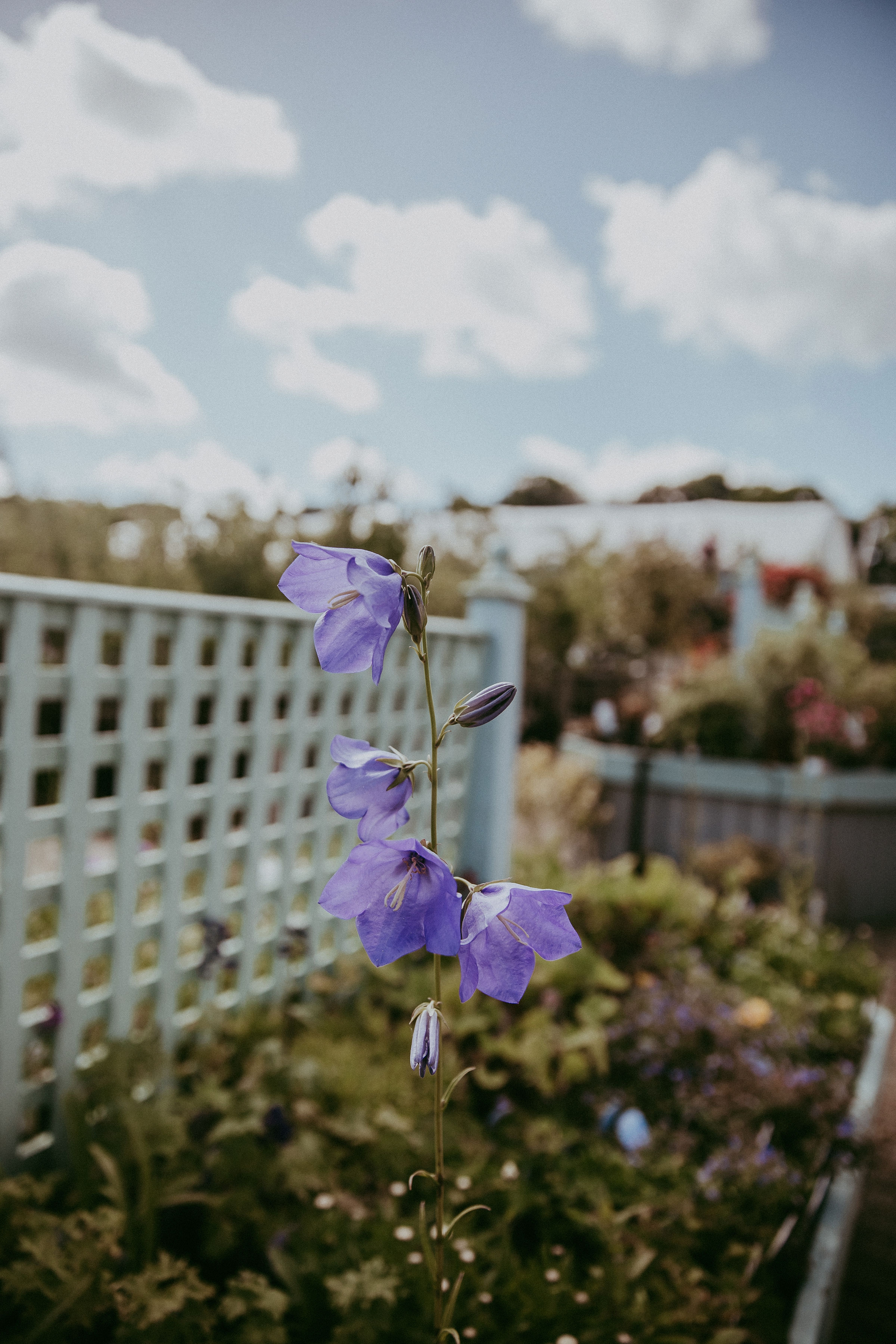 Garden Centre flower