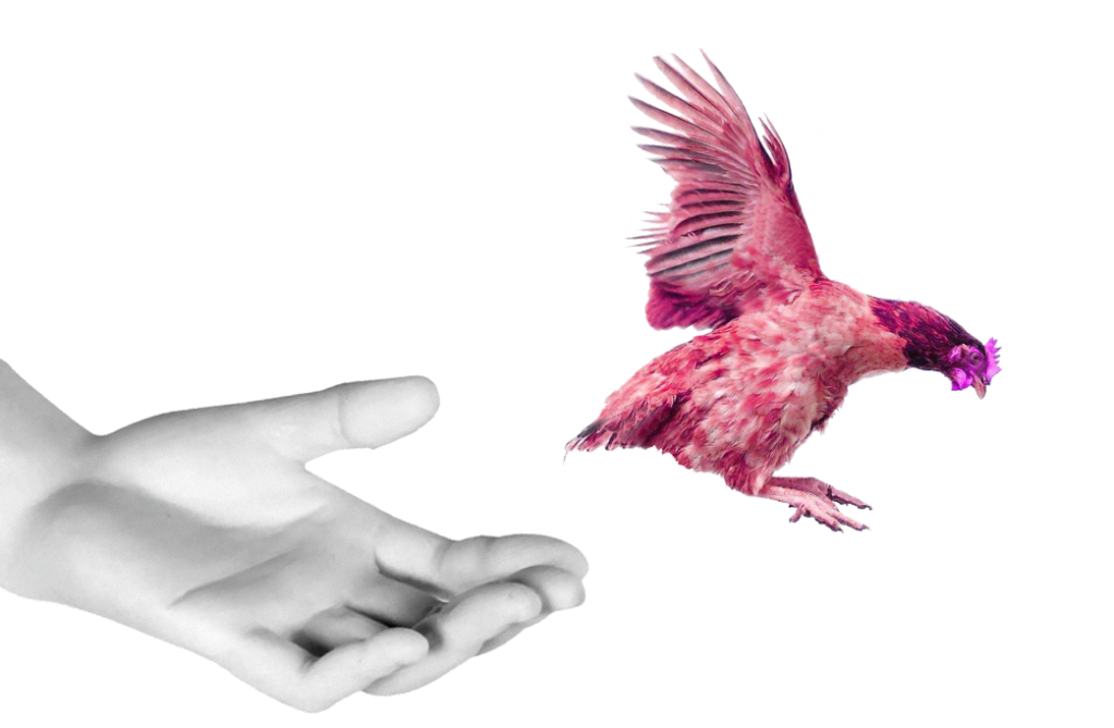 Giant hand releasing pink hen to freedom
