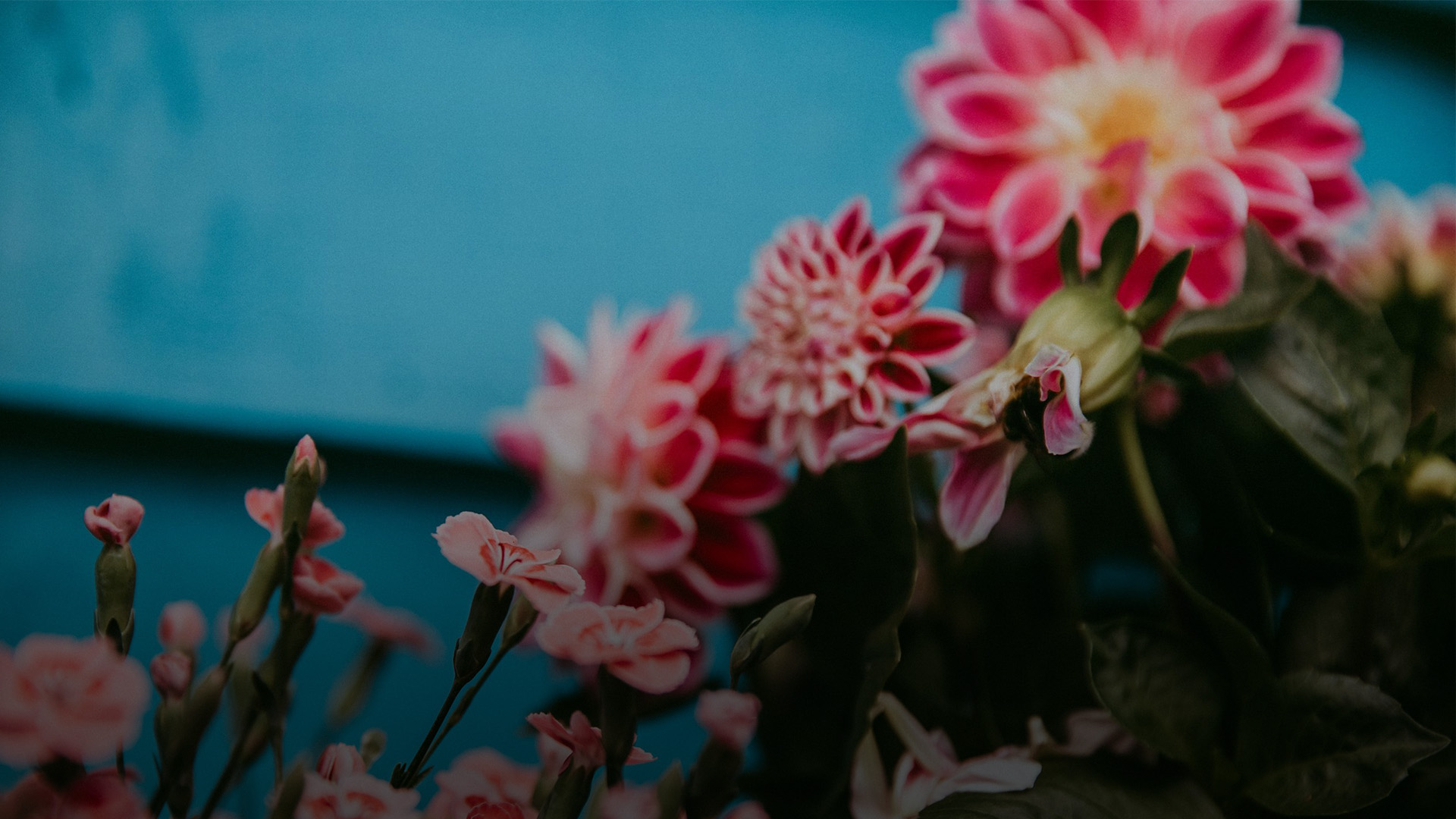 Pink flowers