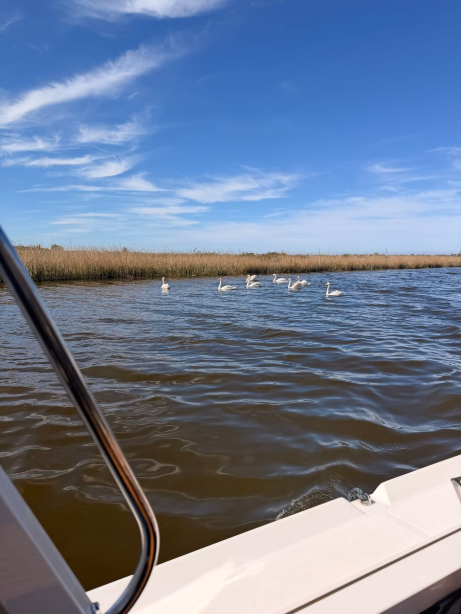 Swans on Norfolk Broads